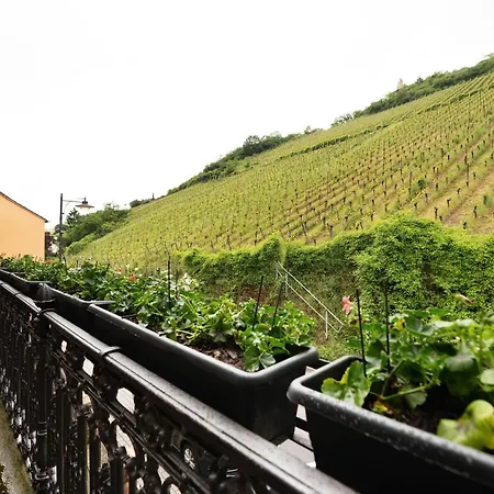 Apartment Alte Stadtvilla Am Weinberg 3 *